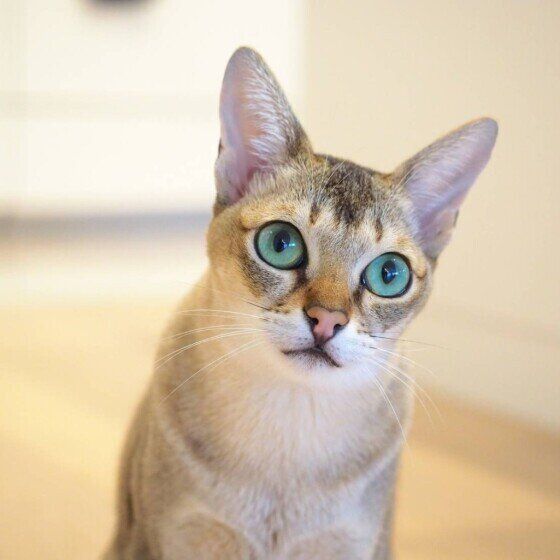 首をかしげるまめ太郎くん（シンガプーラ）