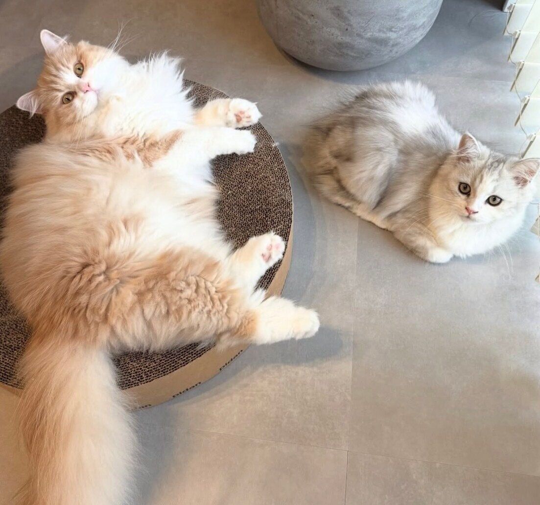 （写真左から）先住猫・わふちゃん、ぴふちゃん。