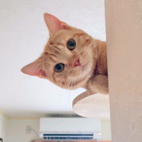 キャットタワーから顔を出す猫