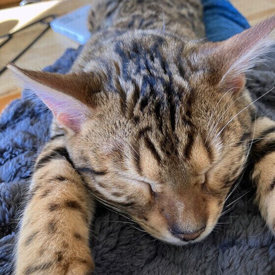 ベンガルのファーロンくん♪