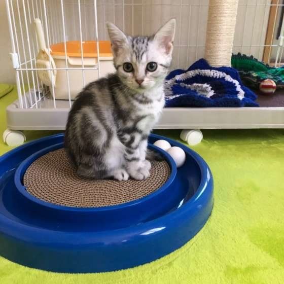 見つめるアメリカンショートヘア