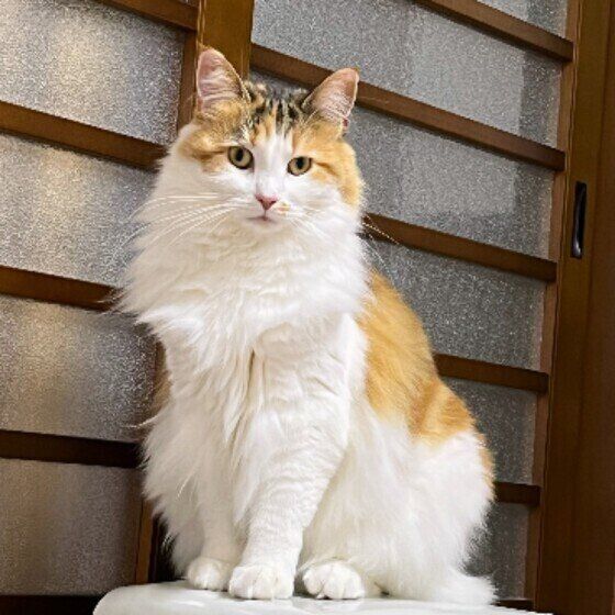 メインクーンのヒメちゃん