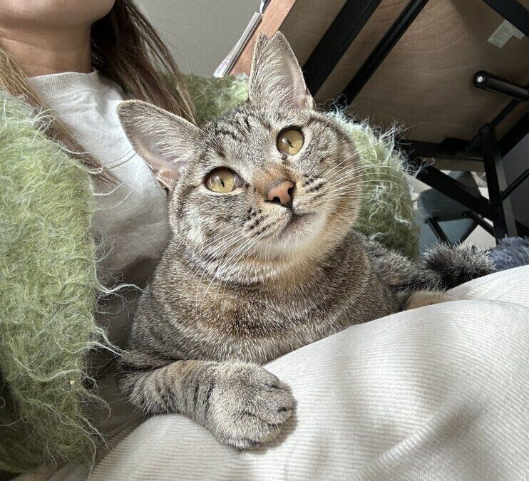 飼い主さんが出かけることを察知し、膝に乗るはるちゃん。