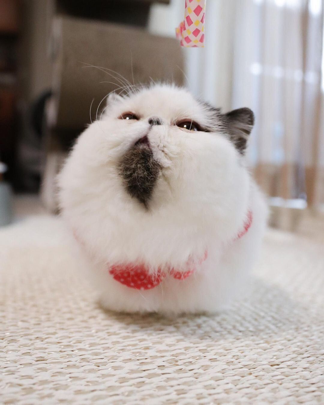 香箱座りのずーちゃん