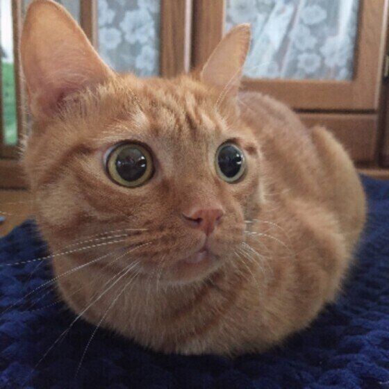 丸まった茶トラのココ