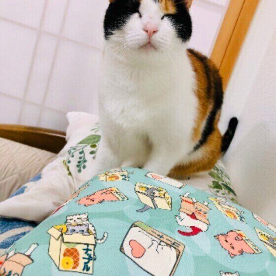 目を細めている猫