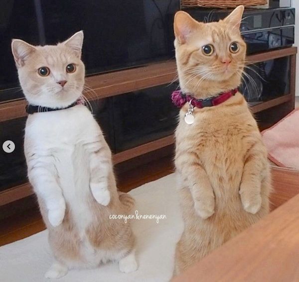 マンチカンのココちゃんとネネちゃん