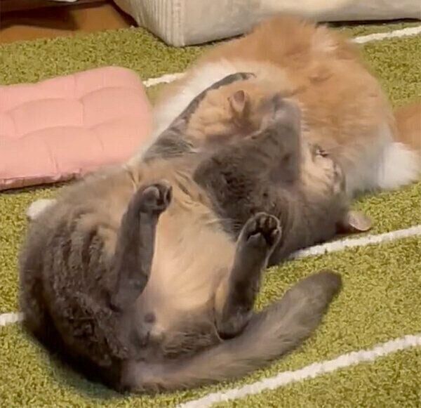 じゃれる凛太郎くんと和音ちゃん