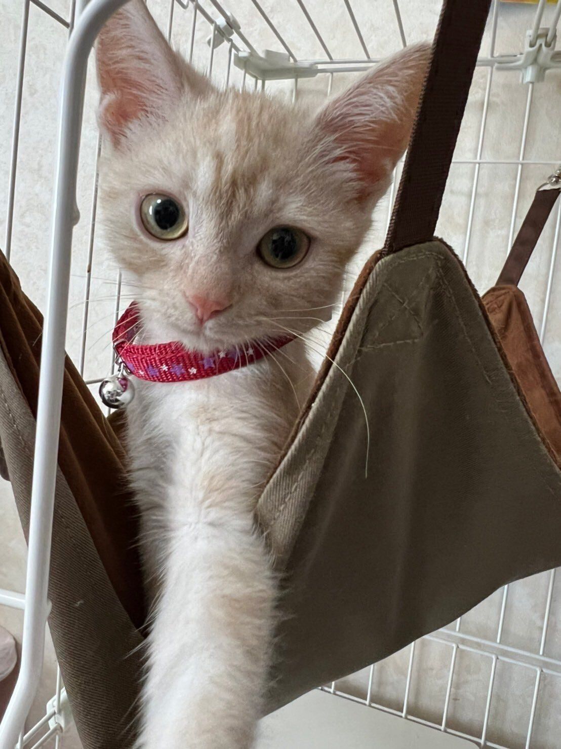 生後4カ月のアメリカンショートヘア