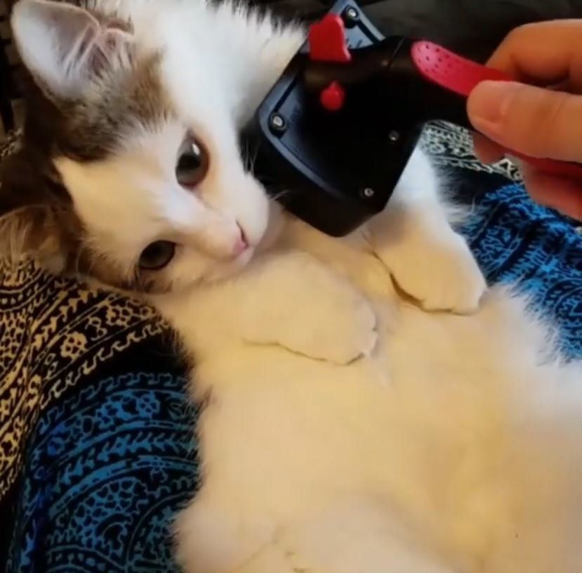 ブラッシングされるマンチカン