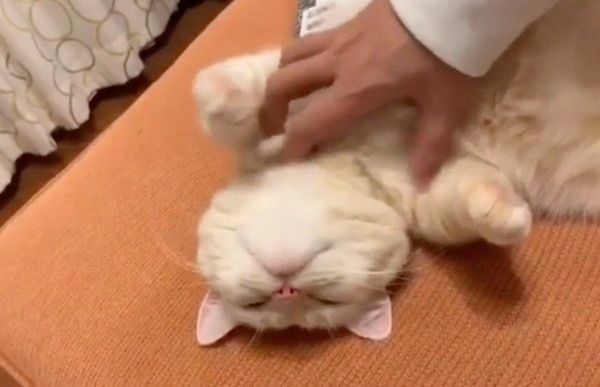 無防備すぎるマンチカン