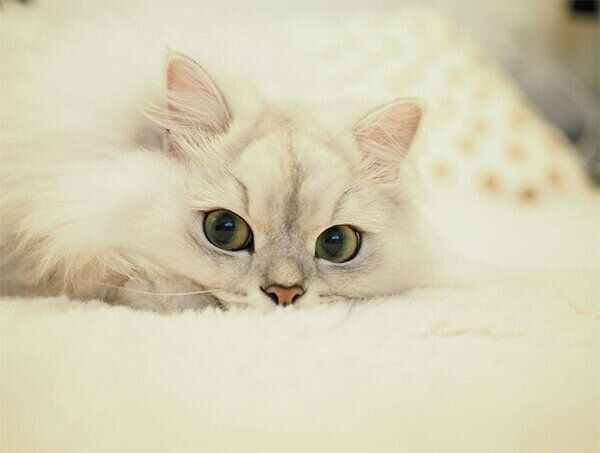 見つめるこゆきちゃん