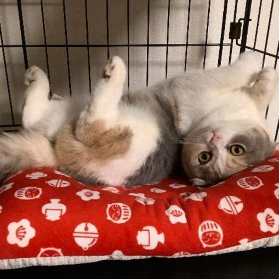 甘えるスコティッシュフォールド