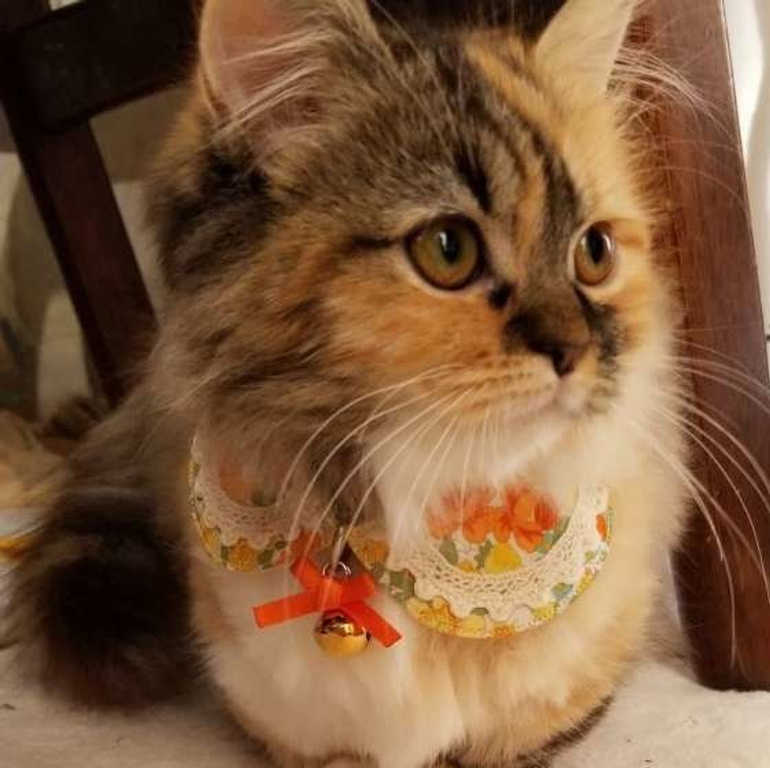 可愛いけどストレスに 猫に鈴をつけるメリット デメリット ねこのきもちweb Magazine 可愛いけどストレスに 猫に鈴をつけるメリット デメリット ねこのきもちweb Magazine