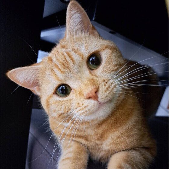 首をかしげて見つめるアメリカンショートヘア