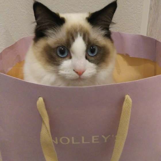 袋に入るラグドール