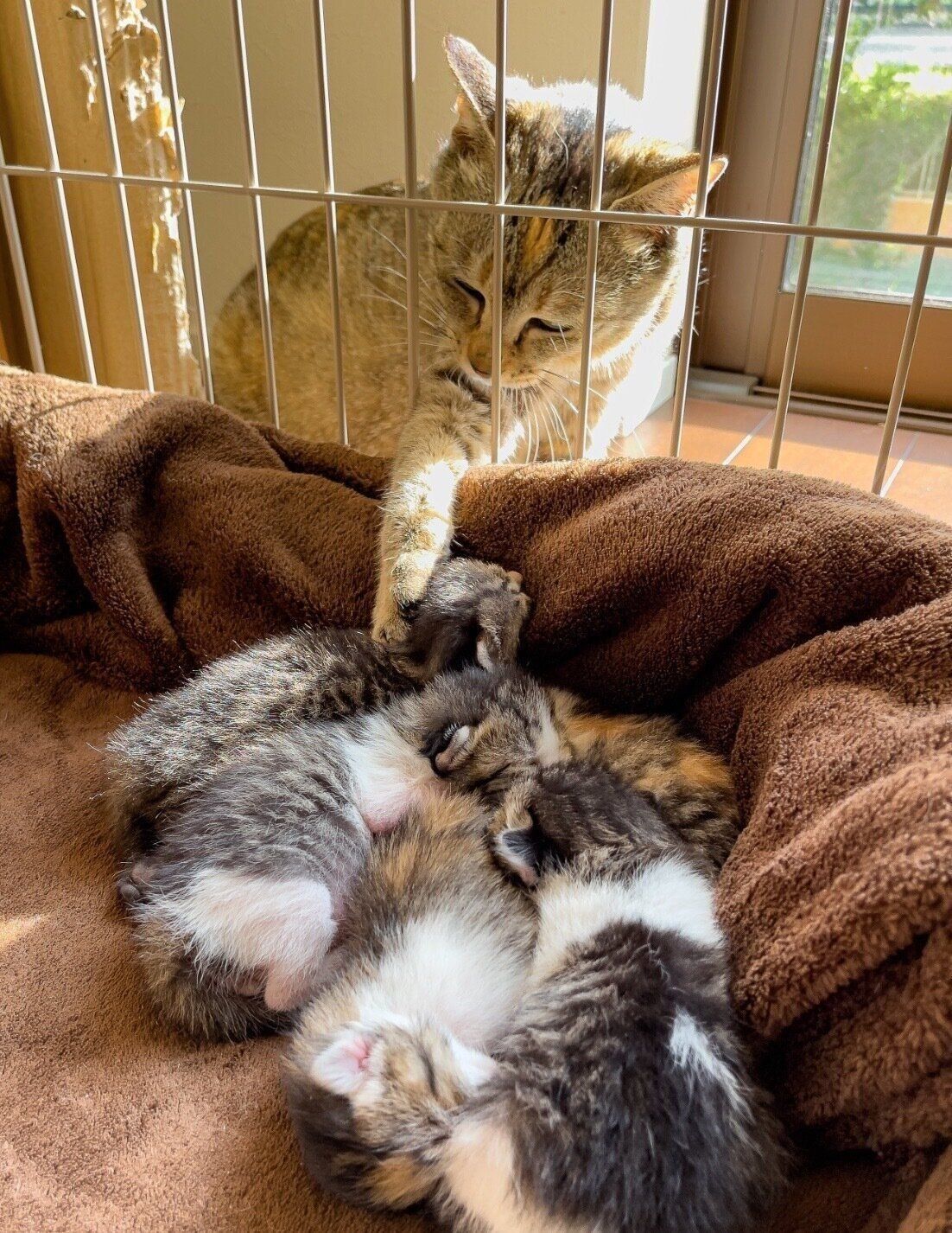 すみれちゃんと子猫たち