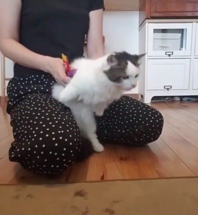 でんぐり返し訓練中のてんちゃん