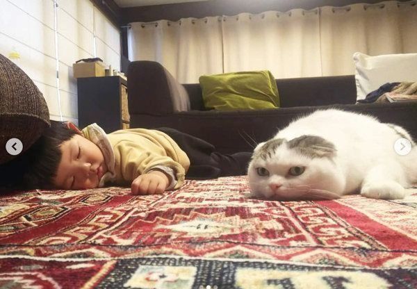 警戒心むき出しなスコティッシュフォールド