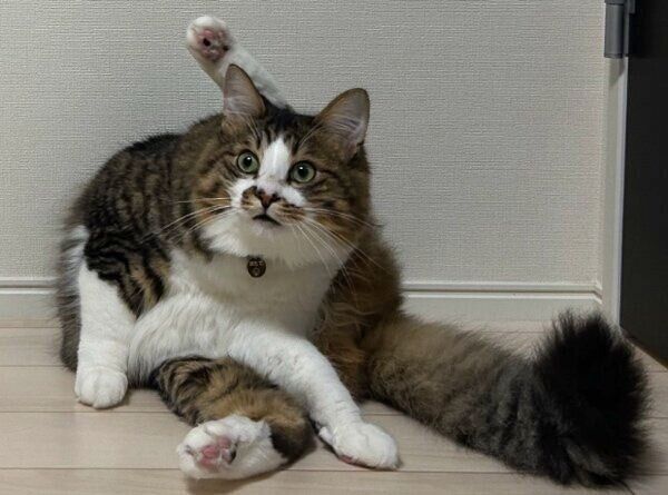 謎のポーズで固まるほたてくん