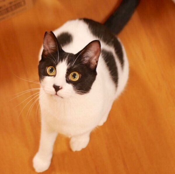 見つめるオズくん