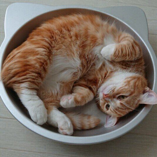 マンチカン たびくん