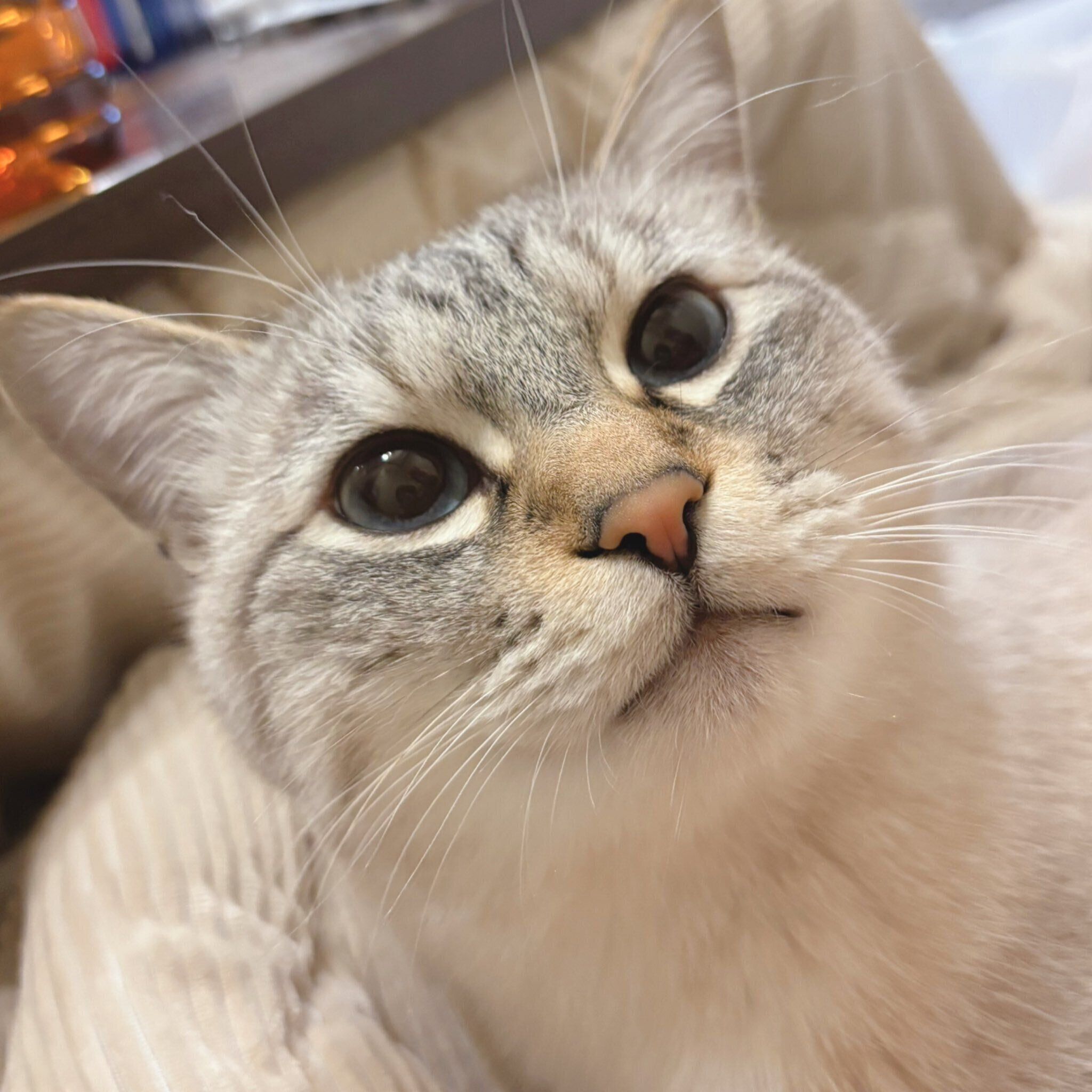 アクアくんのアップ　とっても“イケニャン”