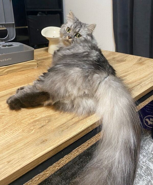 見つめるあじくん