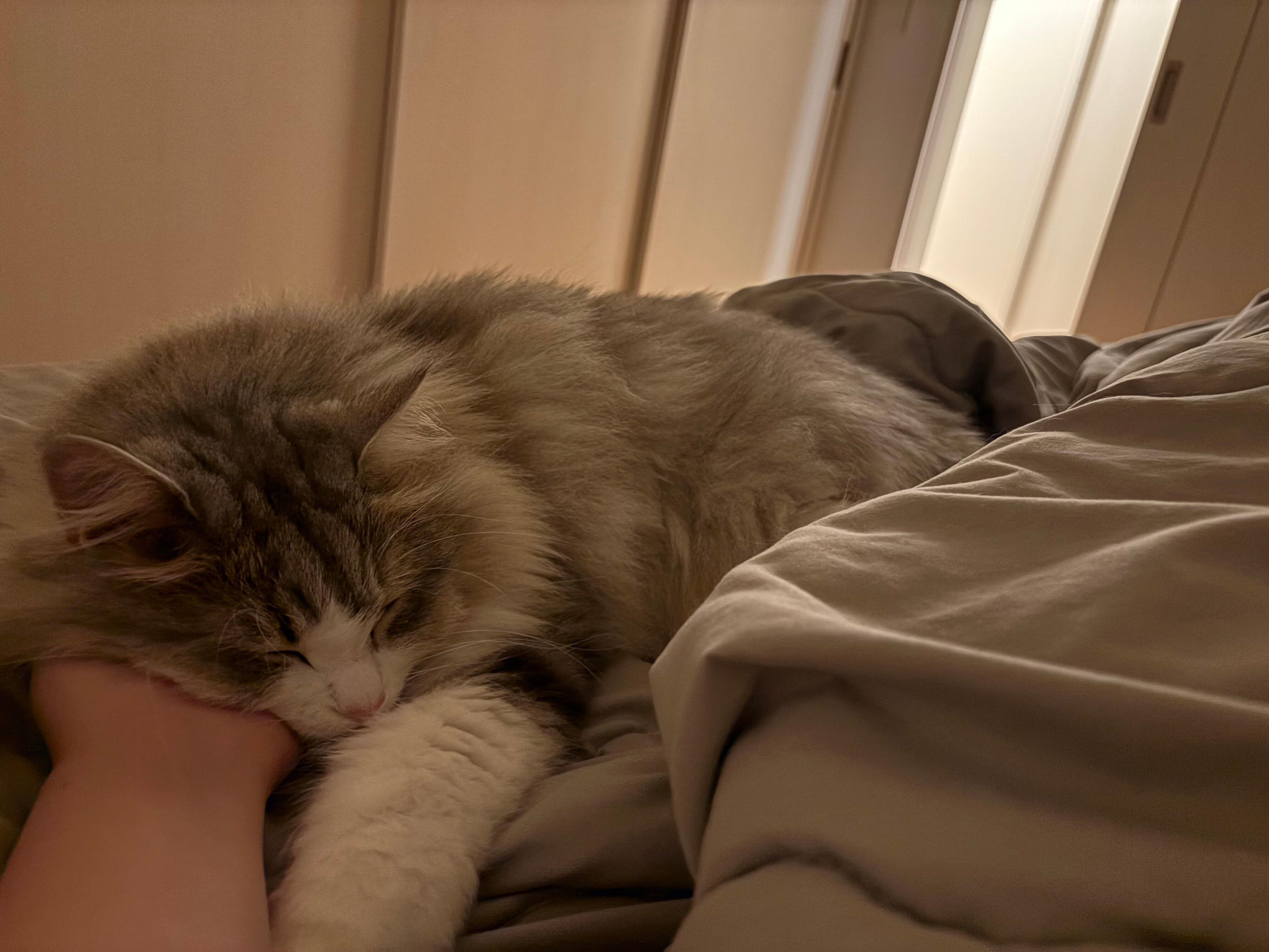 飼い主さんにくっついて眠るふゆくん