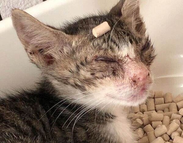 猫風邪になっているチビちゃん