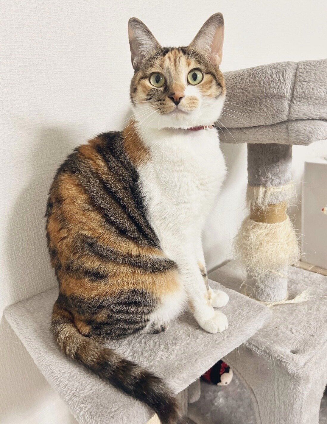 見つめるこはくちゃん