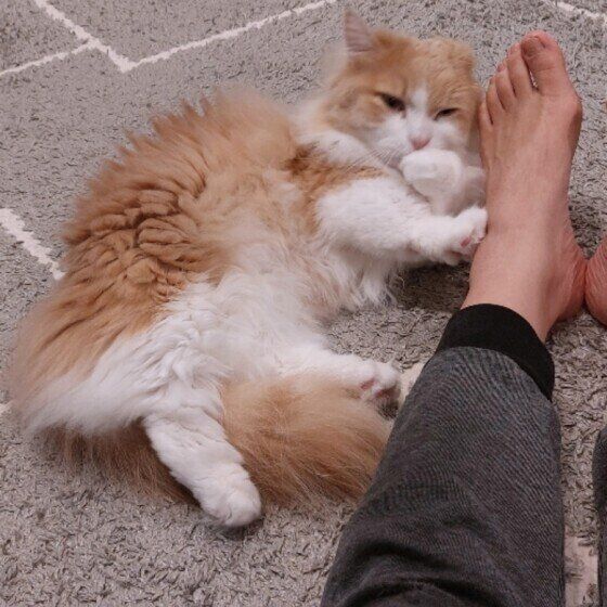 マンチカン・ロングヘア　手ペロペロ