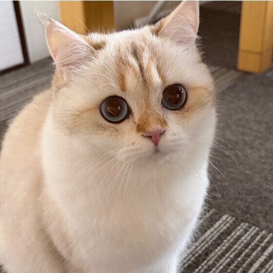 ブリティッシュショートヘアのきくちゃん