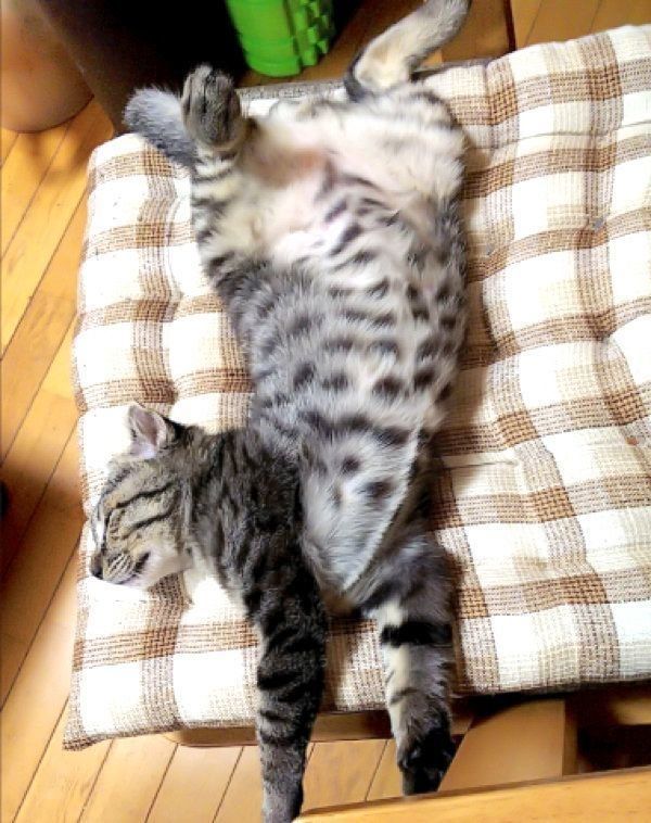 おなかを出すはるおちゃん