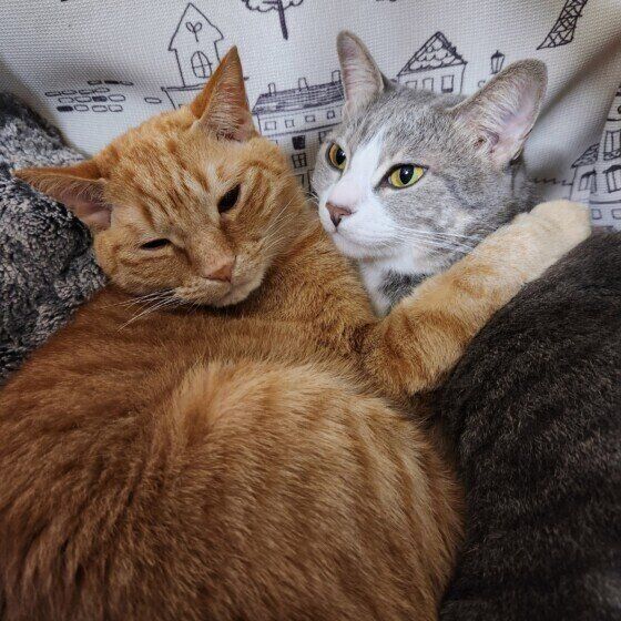 MIXサバトラのみかんちゃんと同居猫ちゃん