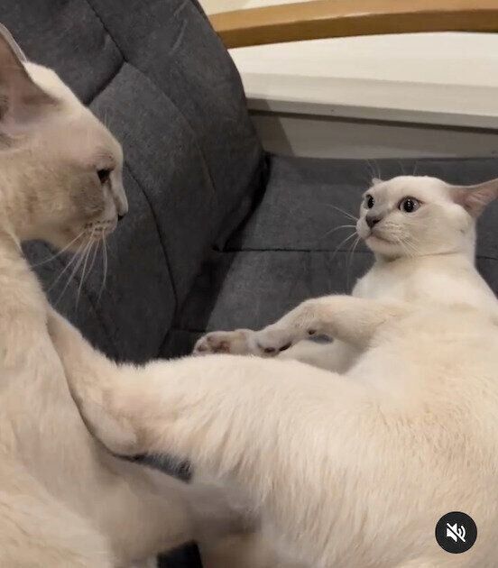 カノンくんのことを蹴ってしまうマハロくん