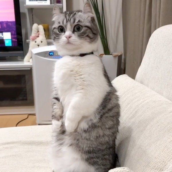 マンチカンのこまるちゃん