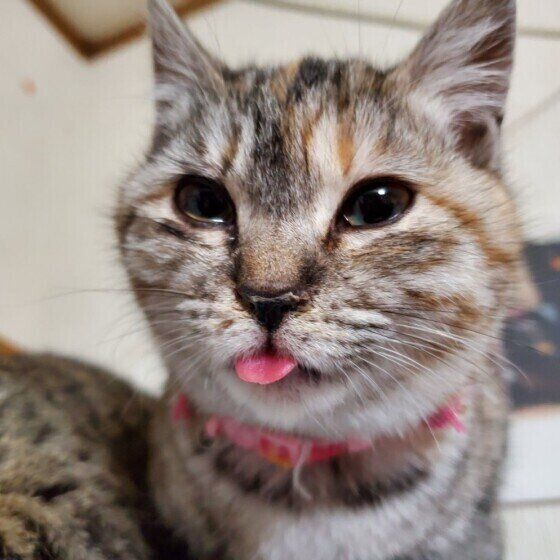 サバトラのおチビちゃん