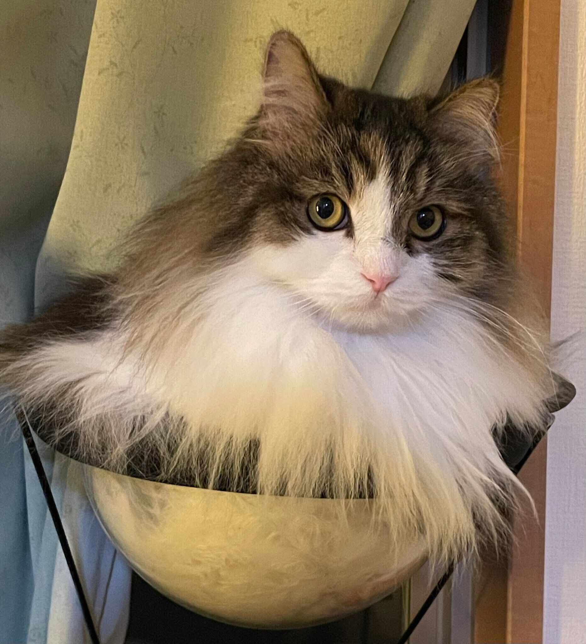 飼い主を見つめるサイベリアン