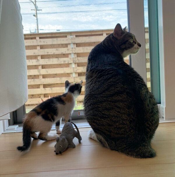 ニャルソックをする金時くん、ふうちゃん