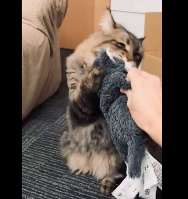 ぬいぐるみの「イヌくん」と遊ぶヤマネコくん