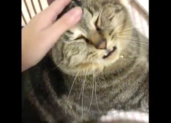 ナデナデしてもらうイサムちゃん