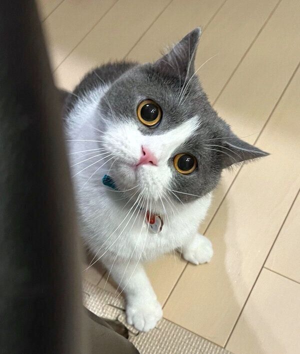飼い主さんのことを見つめる虎珀くん