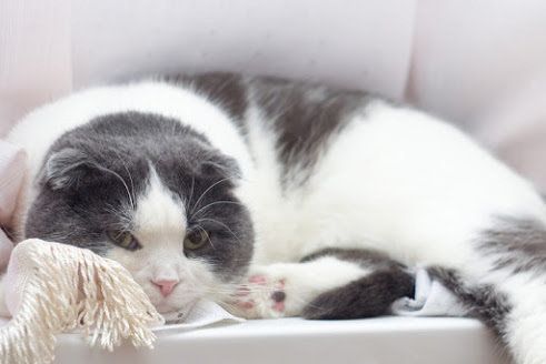 広いソファーの上にいる白とグレーの猫