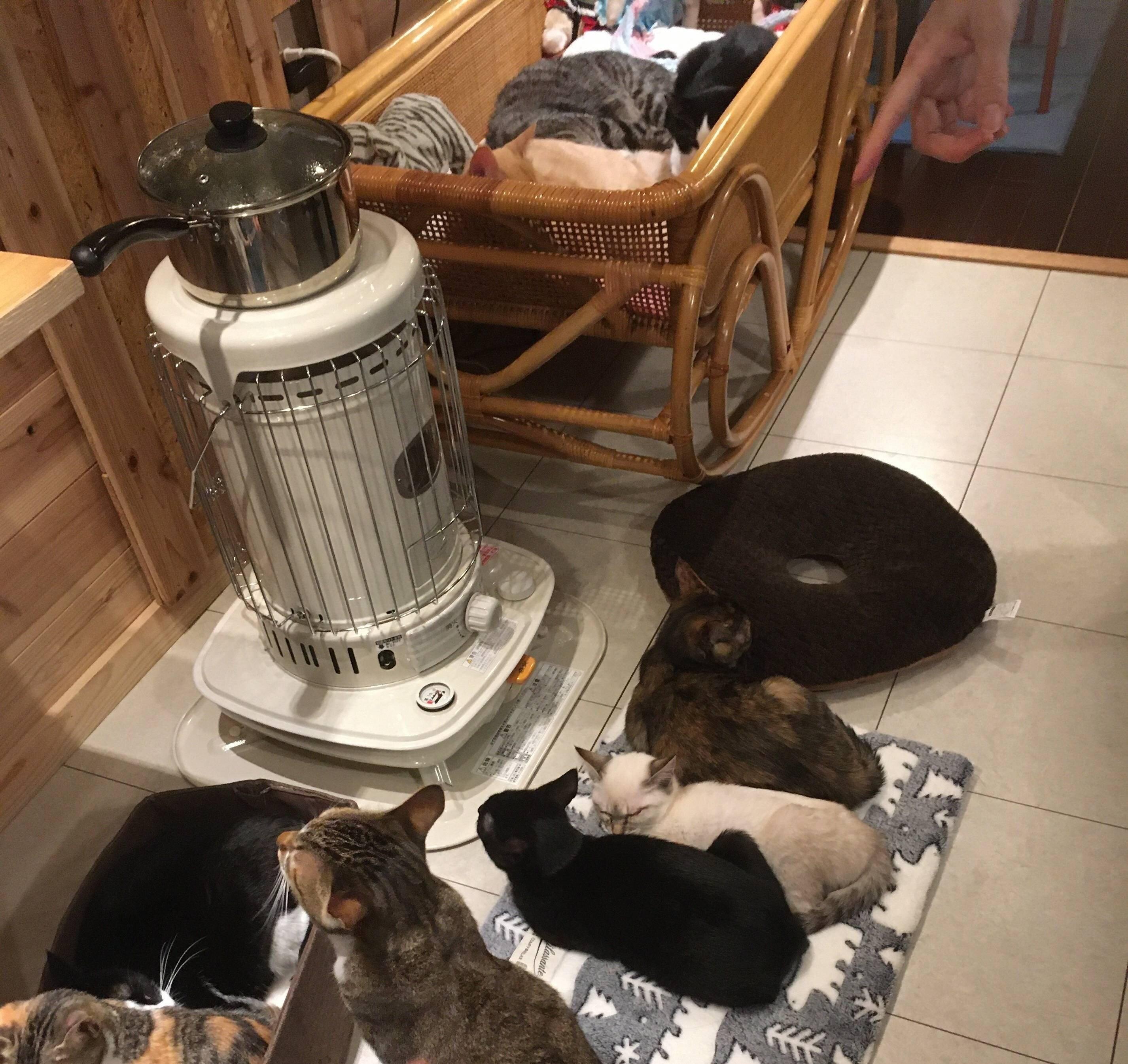 冬はストーブやコタツで暖まる猫たち