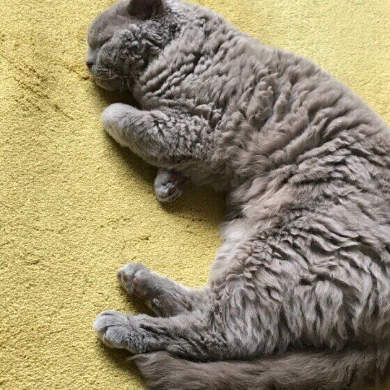 コテンと寝てしまったFIKAくん