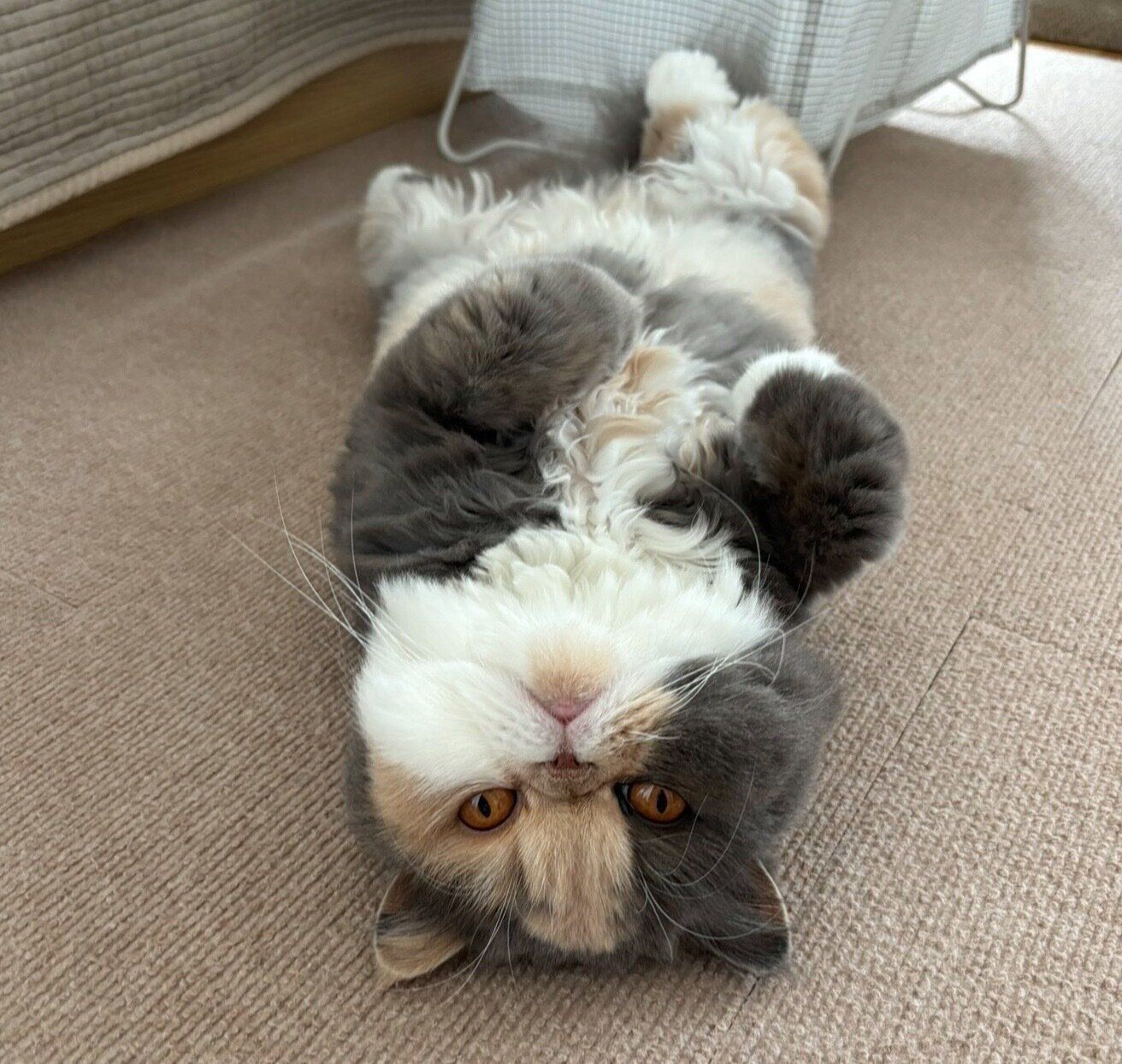 ヘソ天するちゃん子さん