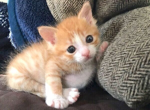 くつろぐいなりくん