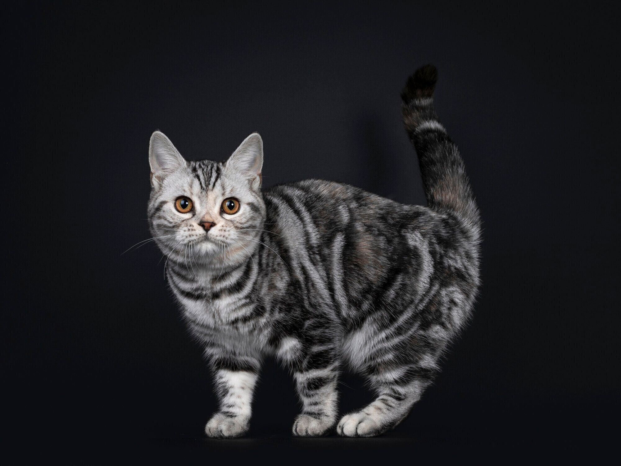 アメリカンショートヘア