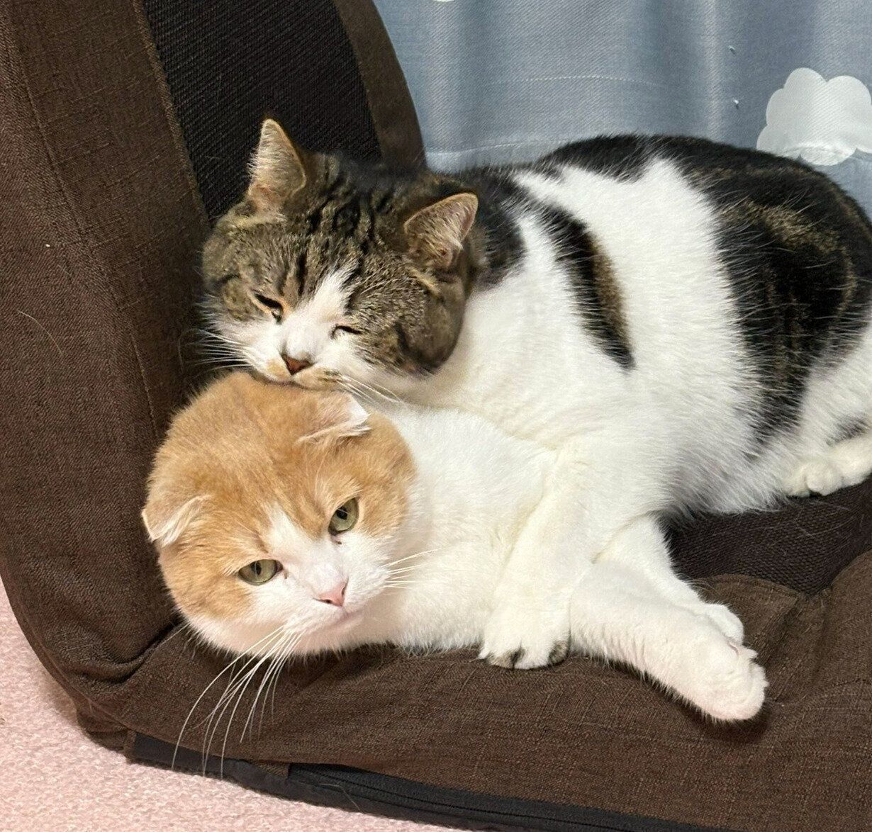 座椅子争いをするとろくん、おにくくん